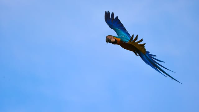 Ave azul voando contra o céu claro