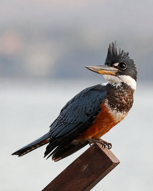 Ave de crista escura pousada perto da água